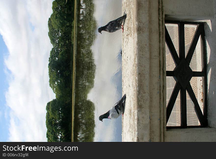 Two pigeons sitting on a ledge overlooking the river