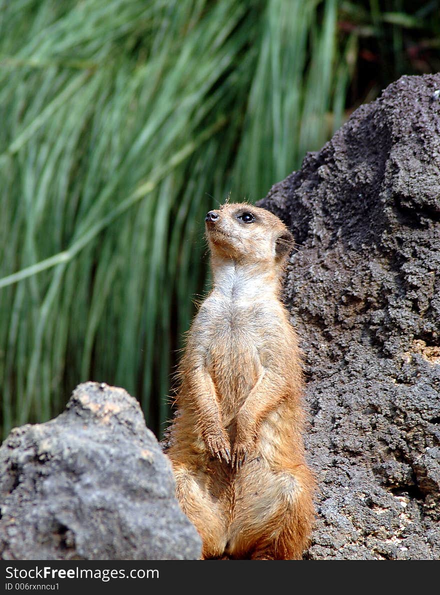 Meerkat 2623