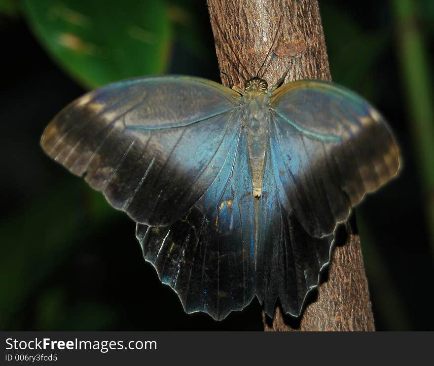 Caligo eurilochus Owl butterfly on tree trunk. Caligo eurilochus Owl butterfly on tree trunk