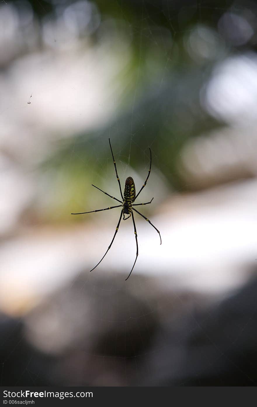 Asian Spider