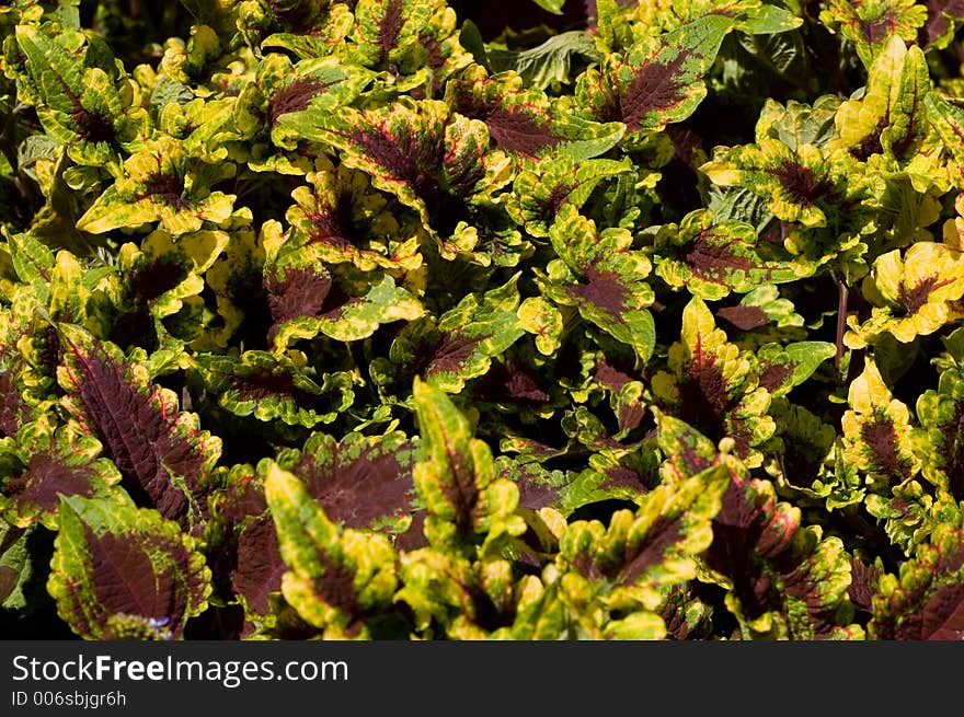 Coleus