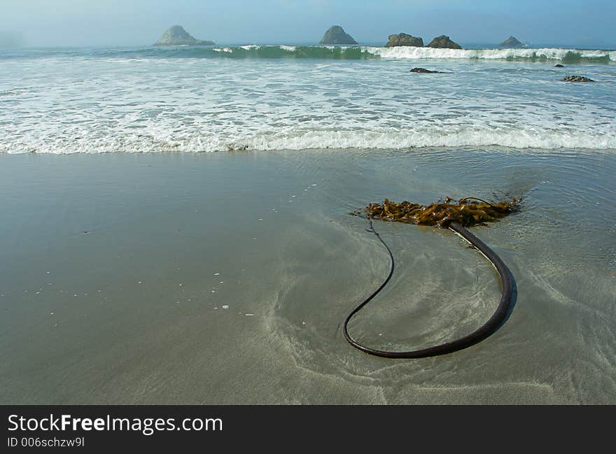 Seaweed, waves and rocks; Brookings, Oregon. Seaweed, waves and rocks; Brookings, Oregon