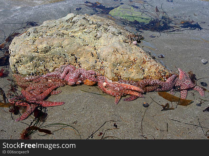 Stafish At Low Tide