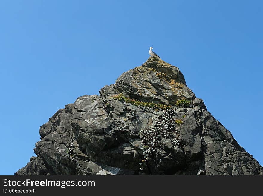 Western Gull On Rock