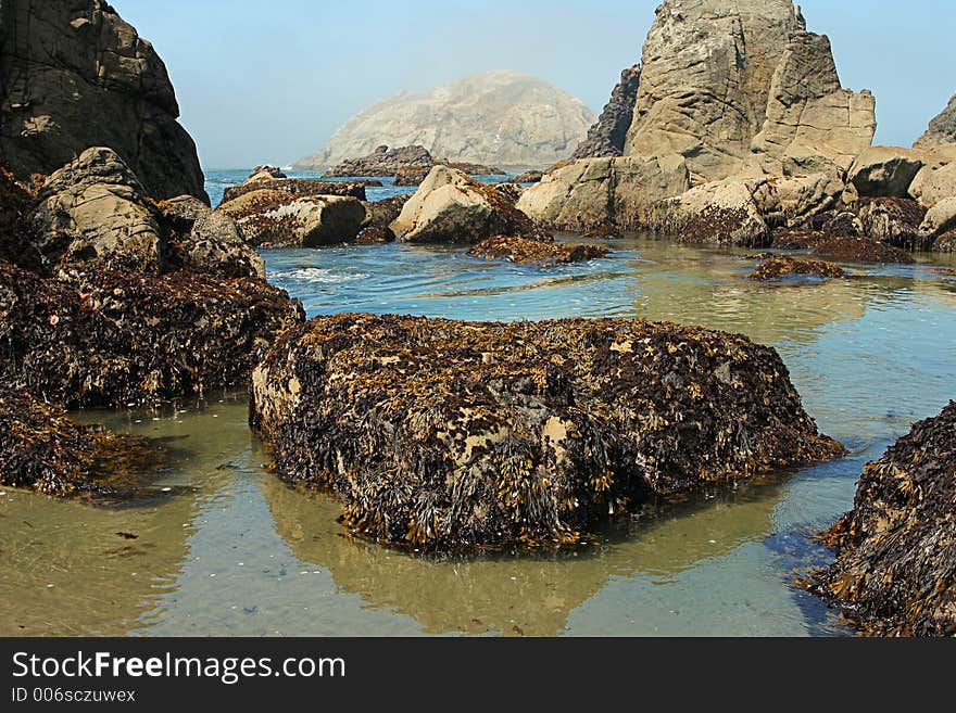 Seaweed rock