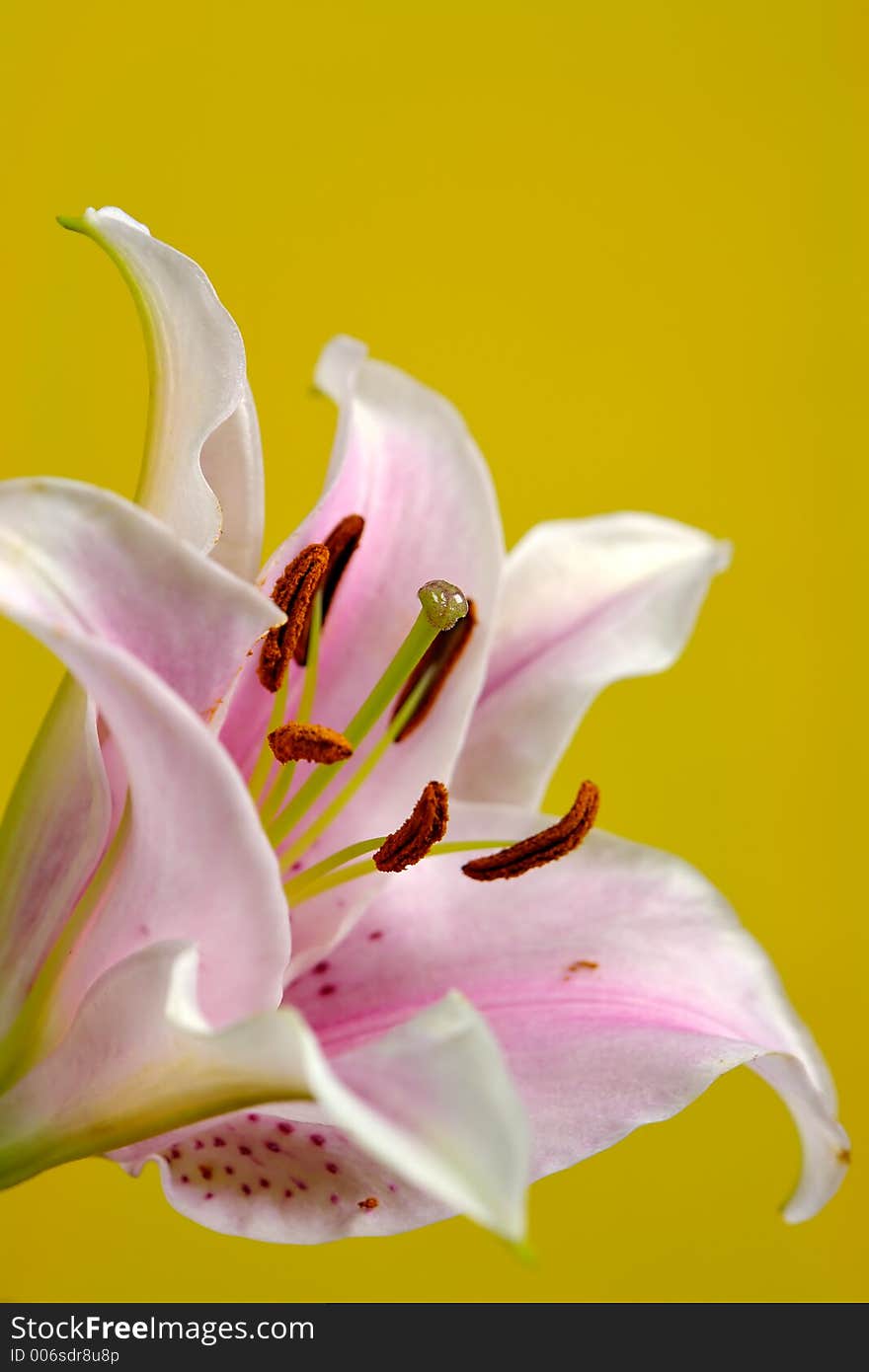 Close up of Lily on a yellow background. Close up of Lily on a yellow background