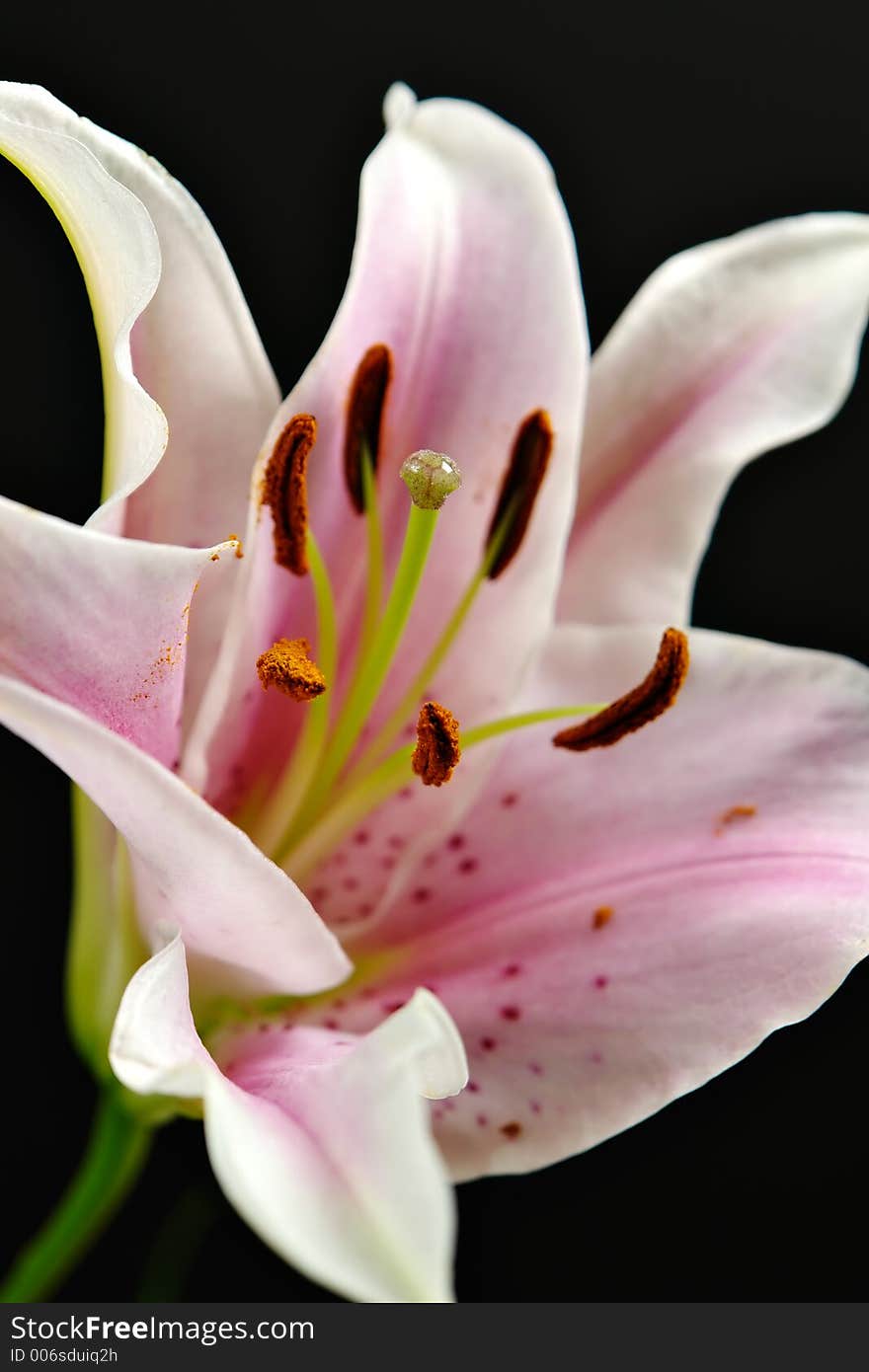 Close up of Lily on a black background. Close up of Lily on a black background