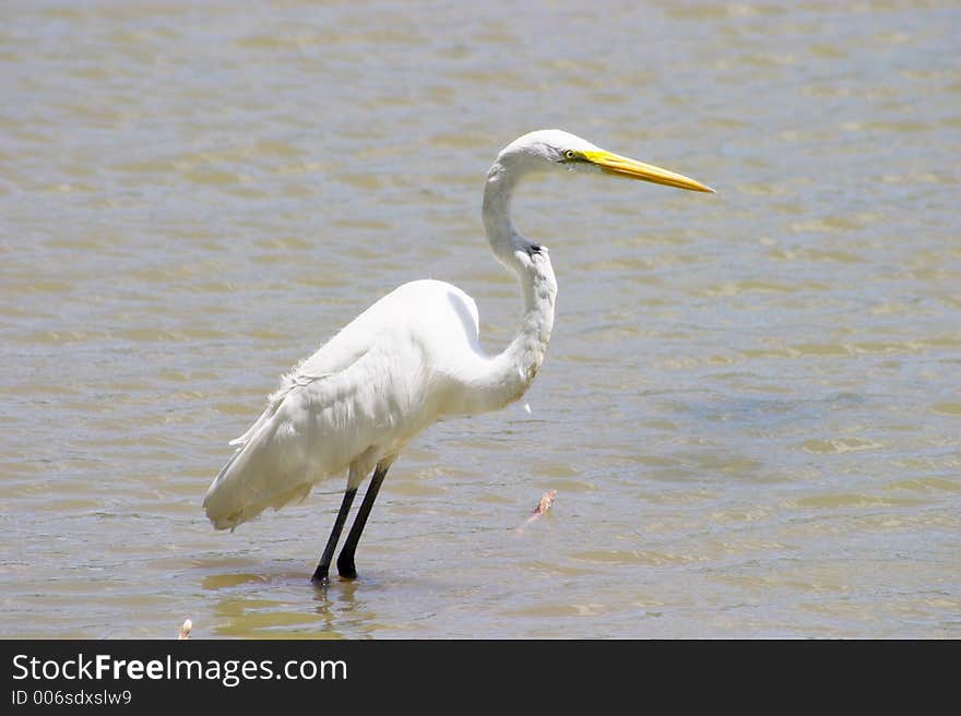 A Great Egret, a type of bird from the Heron family, basking in the sun near the shoreline of a pond in a city park. A Great Egret, a type of bird from the Heron family, basking in the sun near the shoreline of a pond in a city park.