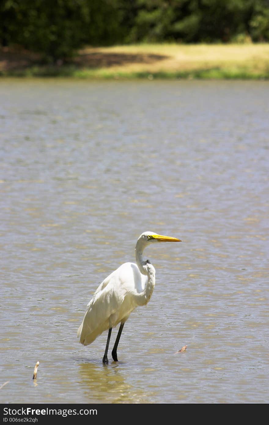 A Great Egret, a type of bird from the Heron family, basking in the sun near the shoreline of a pond in a city park. A Great Egret, a type of bird from the Heron family, basking in the sun near the shoreline of a pond in a city park.