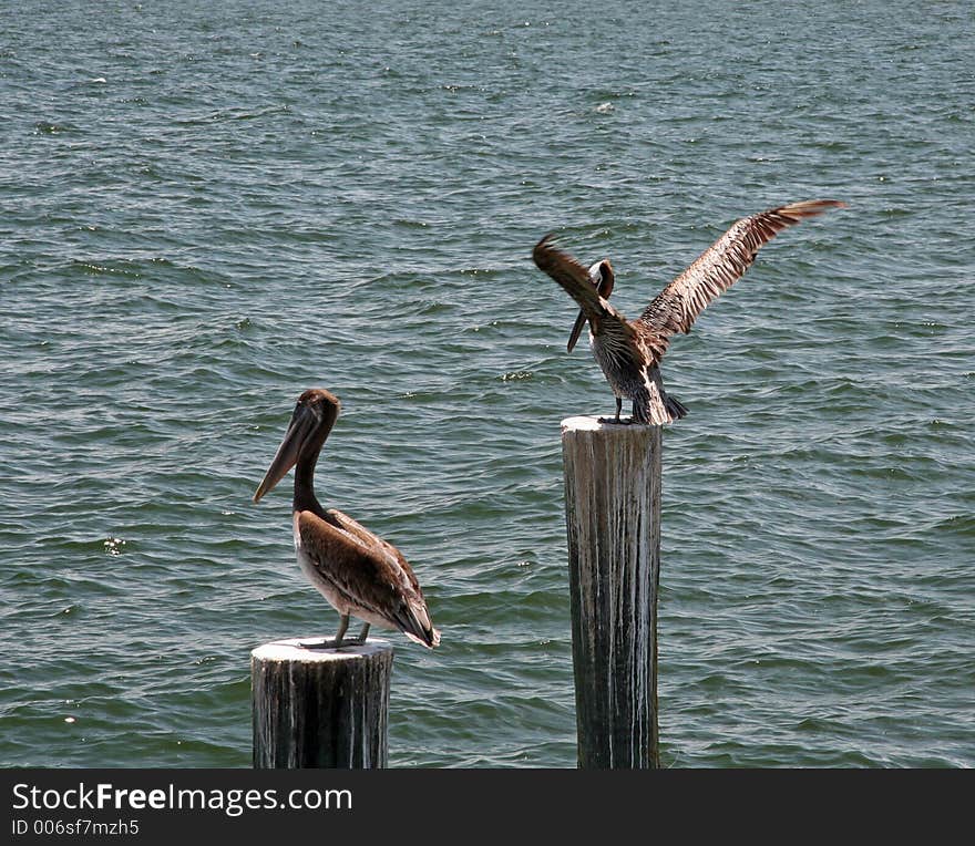 Birds of the Sea. Birds of the Sea