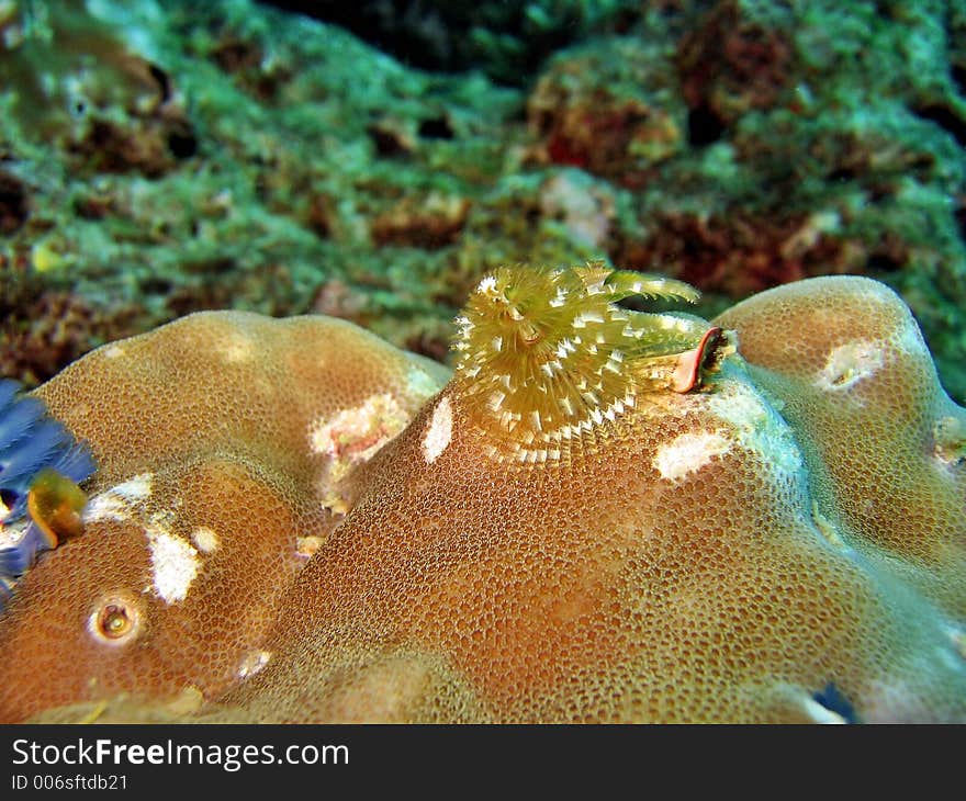 Christmass Tree Worm