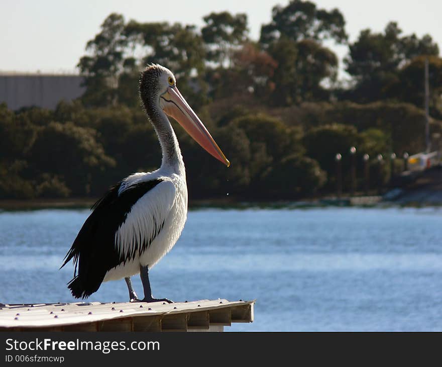 Pelican