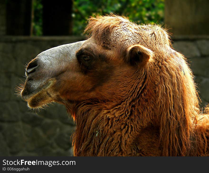 Camel portrait