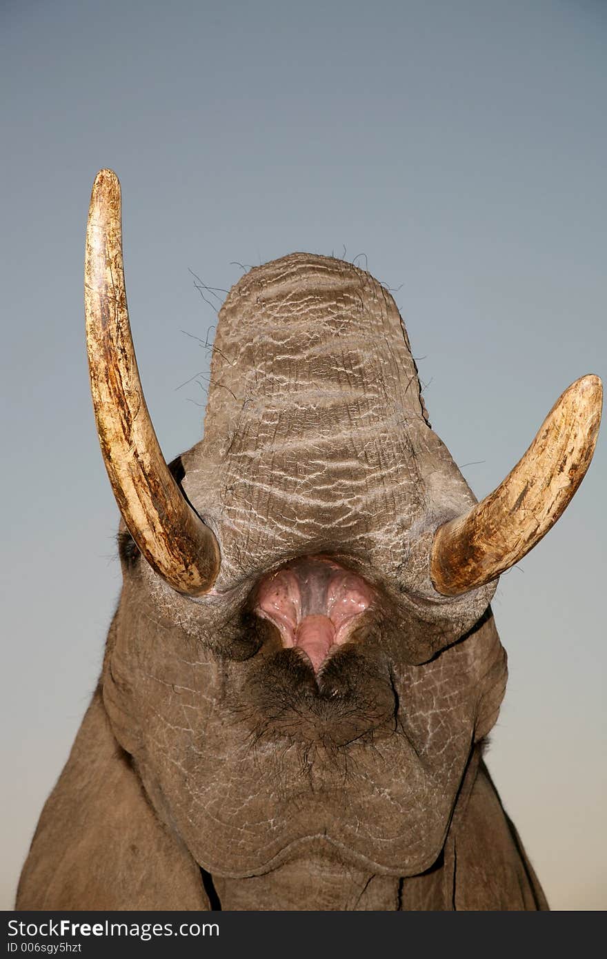 Elephant with open mouth. Elephant with open mouth