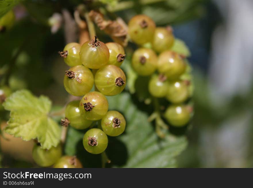 White Currant