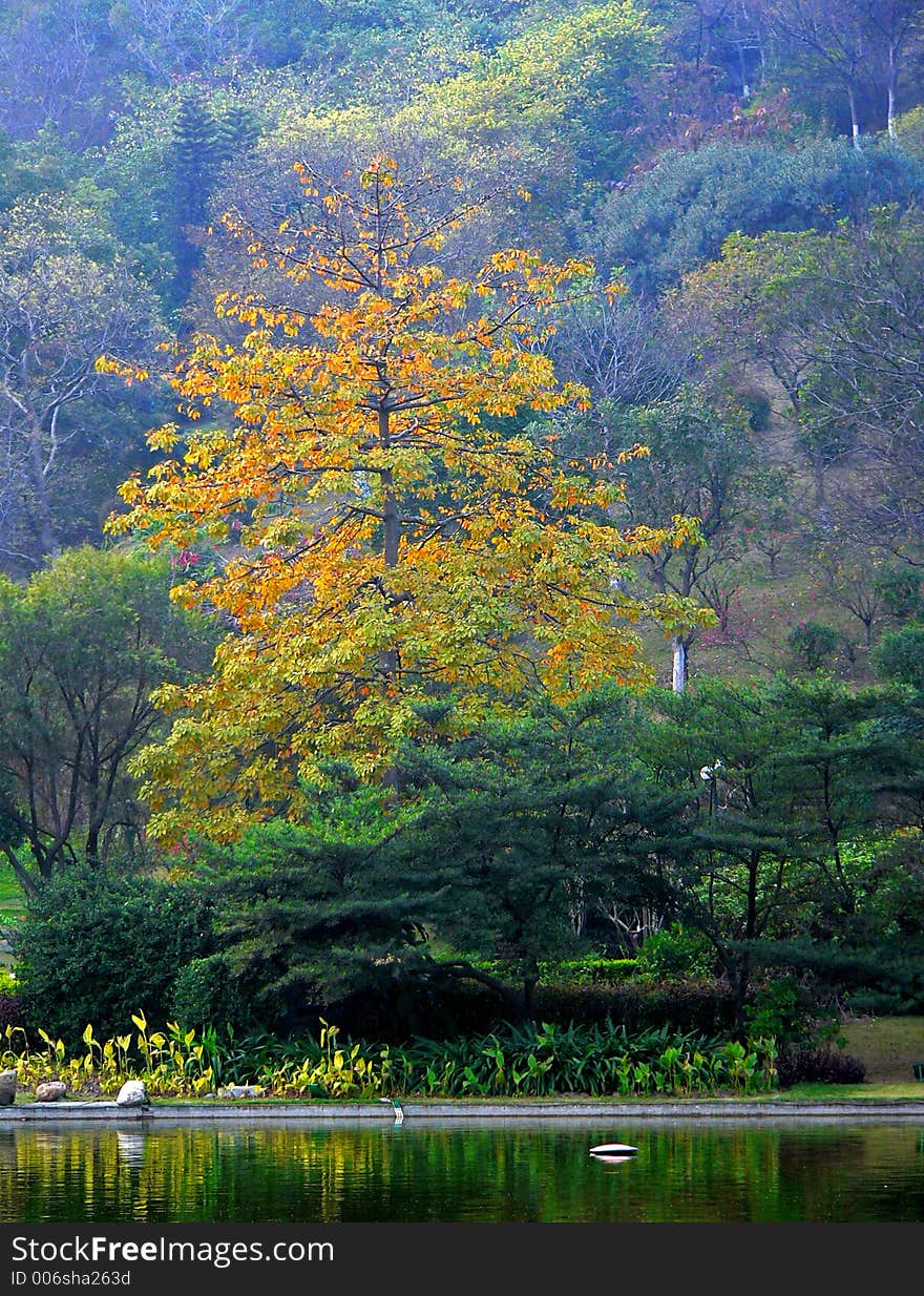 Beautiful scenery with colourful trees. Beautiful scenery with colourful trees