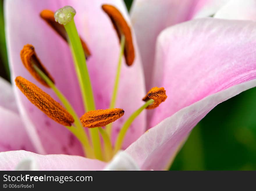 Lily Closeup