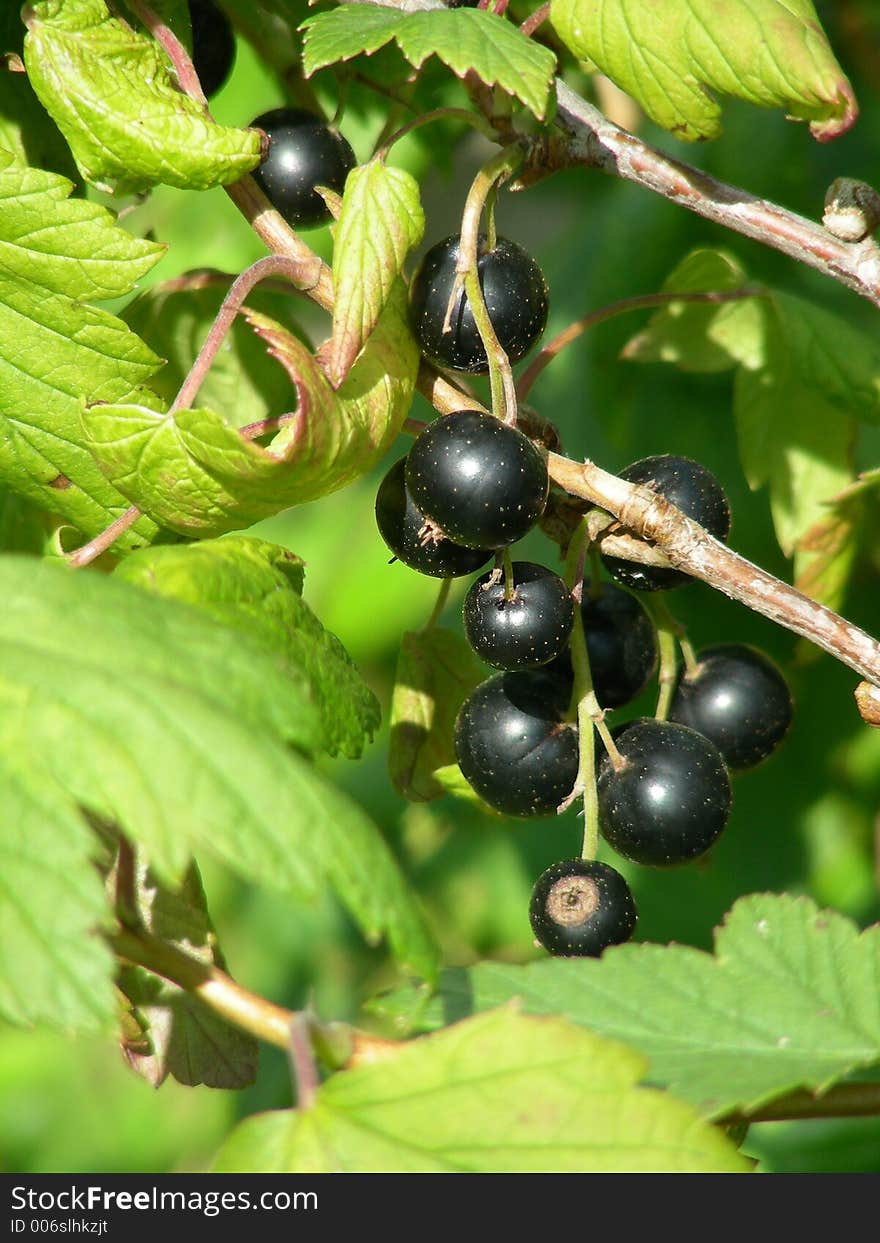 Black currants