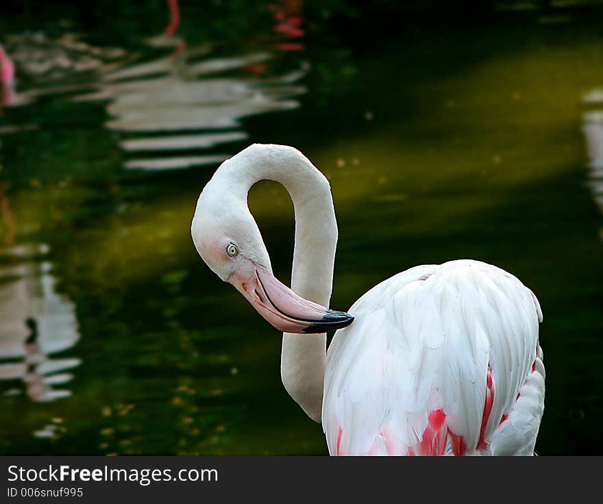 Flamingo