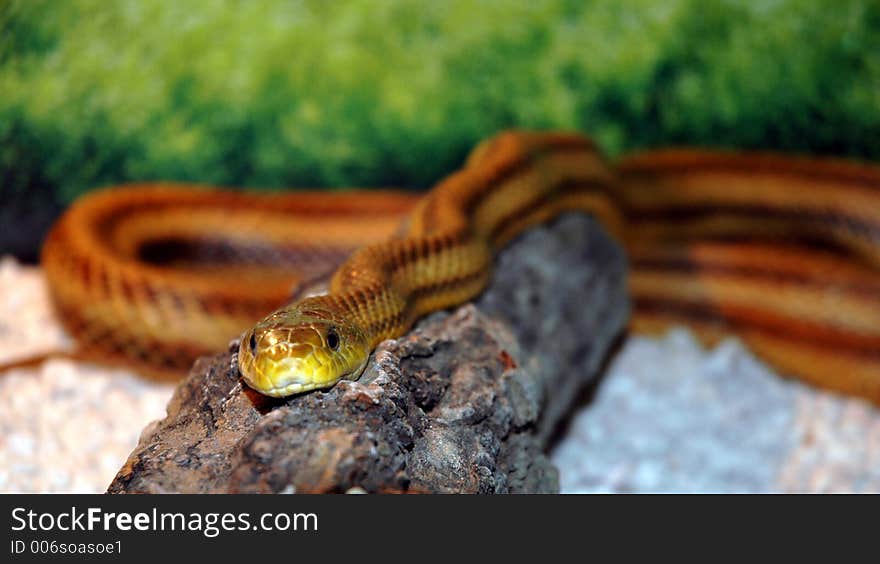 Closeup of a serpent. Closeup of a serpent