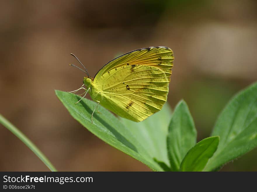 Yellow Butterfly