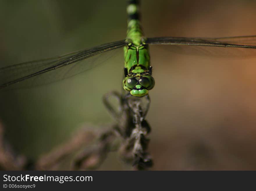 Dragonfly