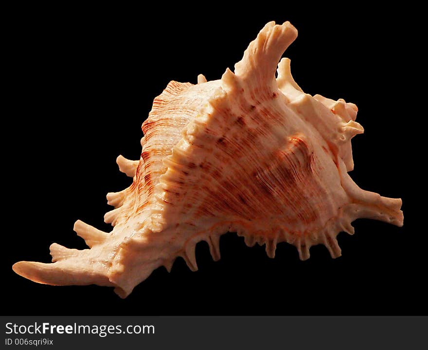 A trumpet shell in the dark background