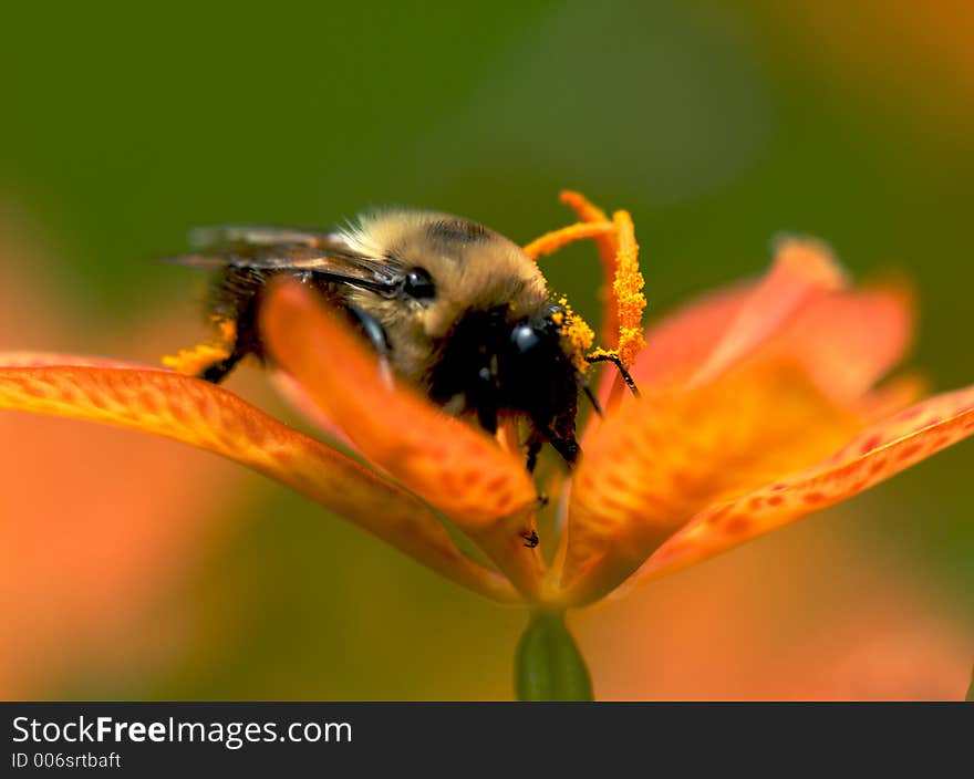 Bee covered with pollen on blackberry lilly. Bee covered with pollen on blackberry lilly