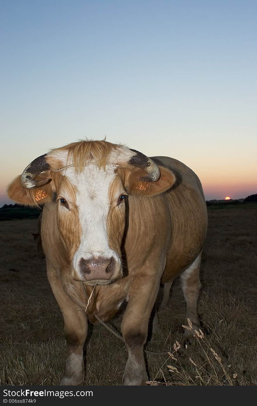 Portrait of cow