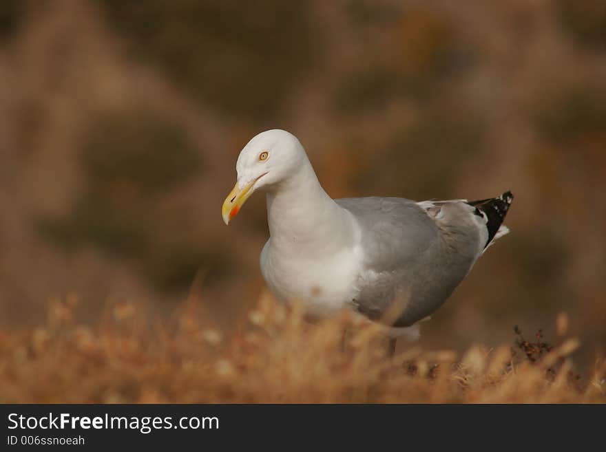 Seagull on the ground