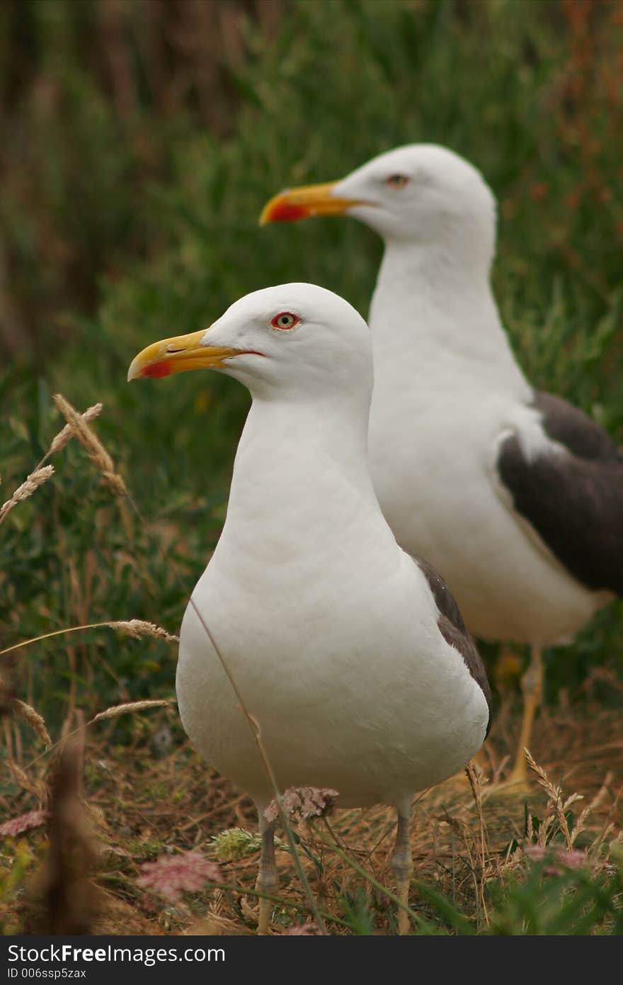 Two seagull on the ground. Two seagull on the ground