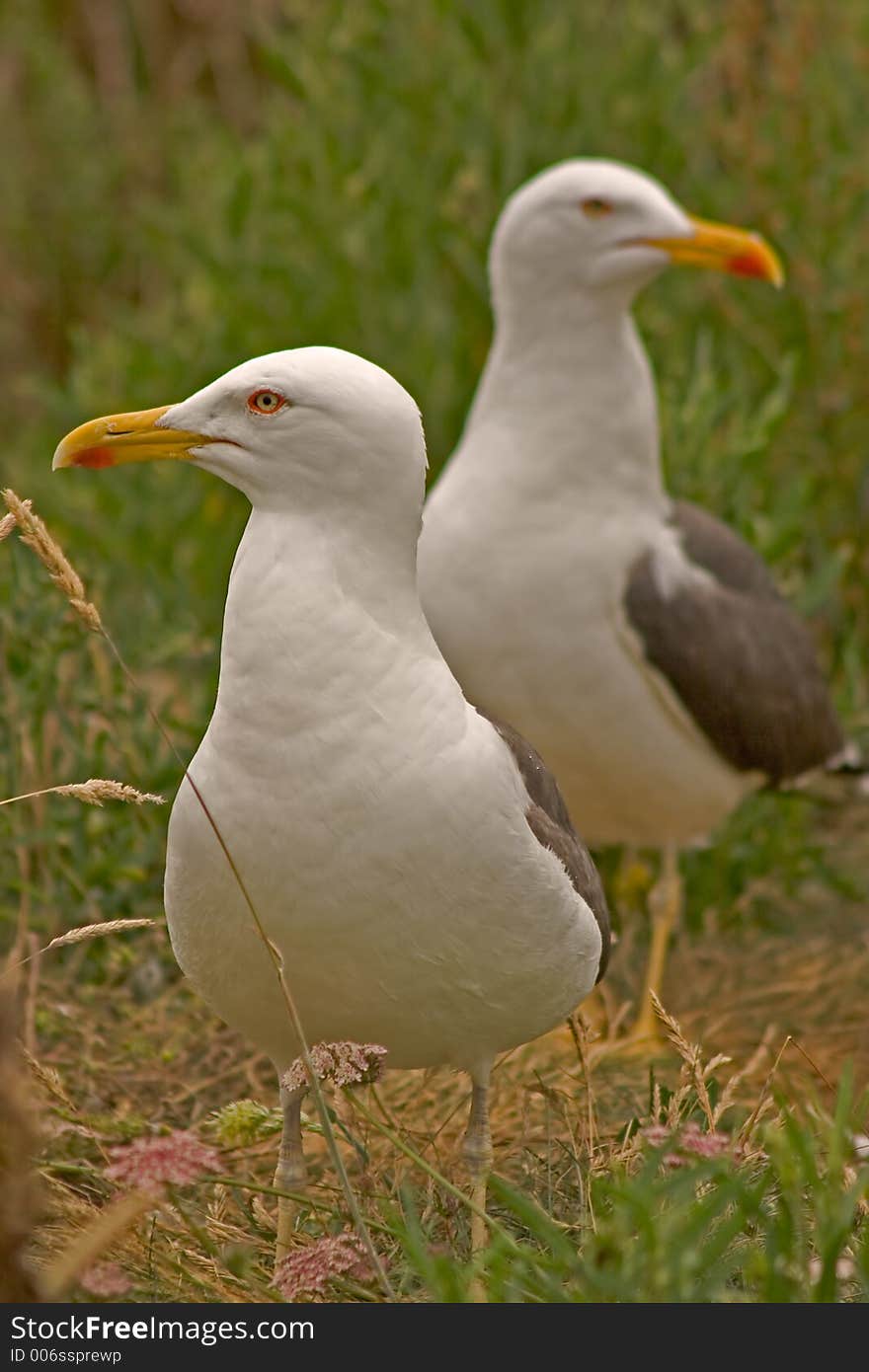 Two seagull