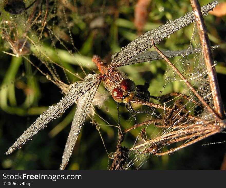 Dragonfly.