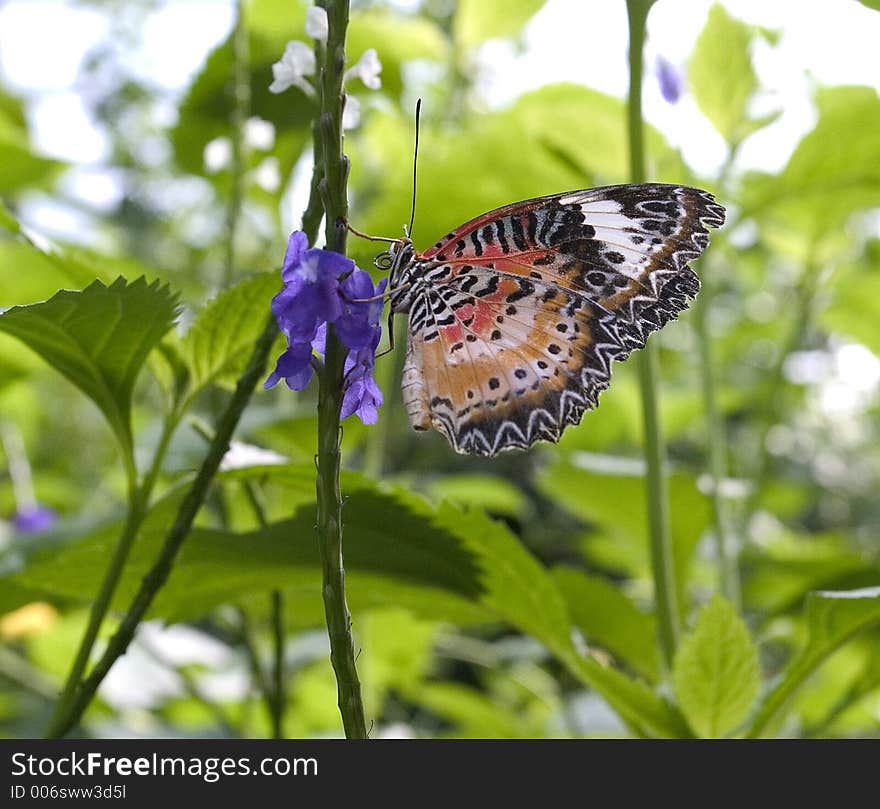 Butterfly