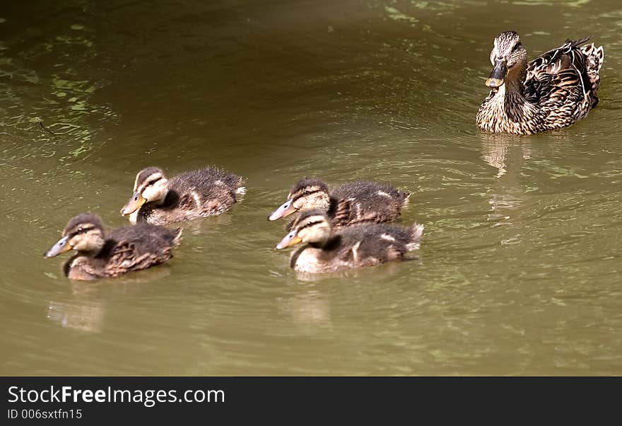 Ducklings