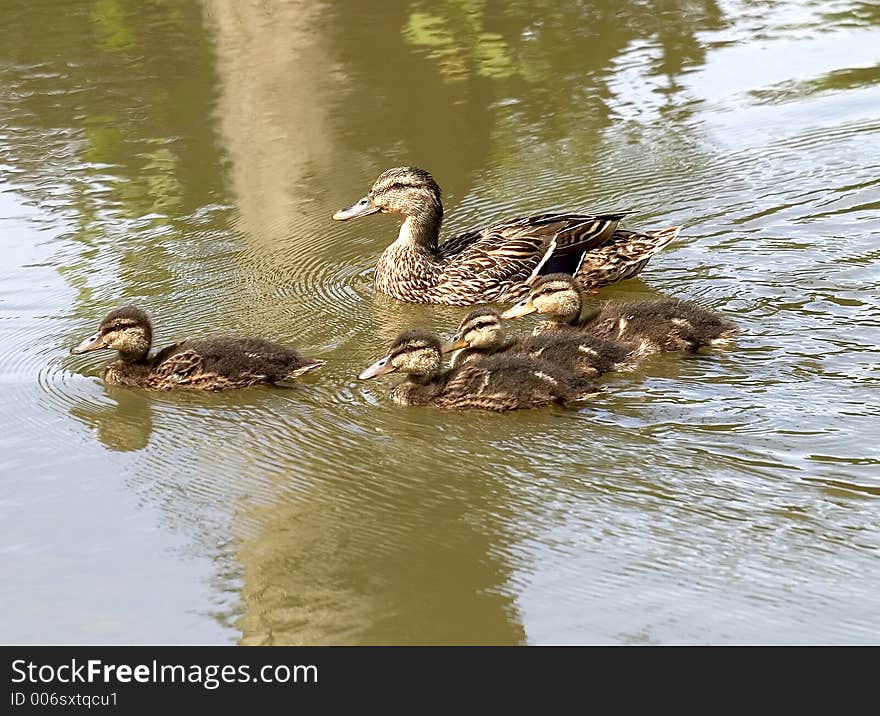 Ducklings