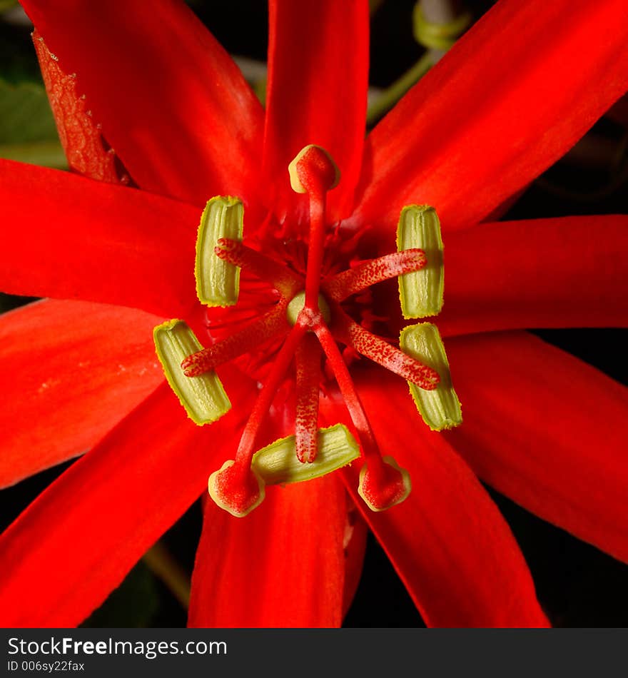 Red Flower