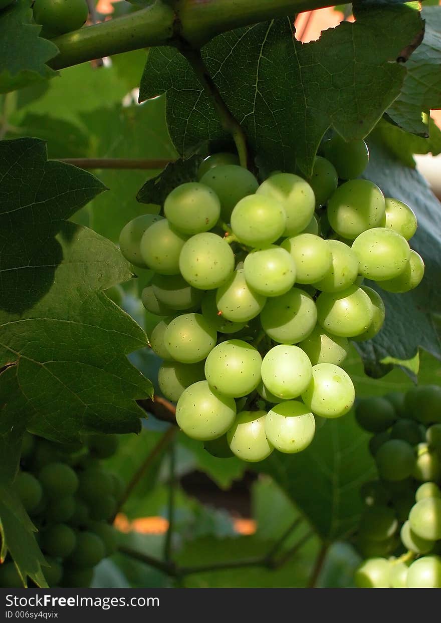 Grape vine to be harvested. Grape vine to be harvested