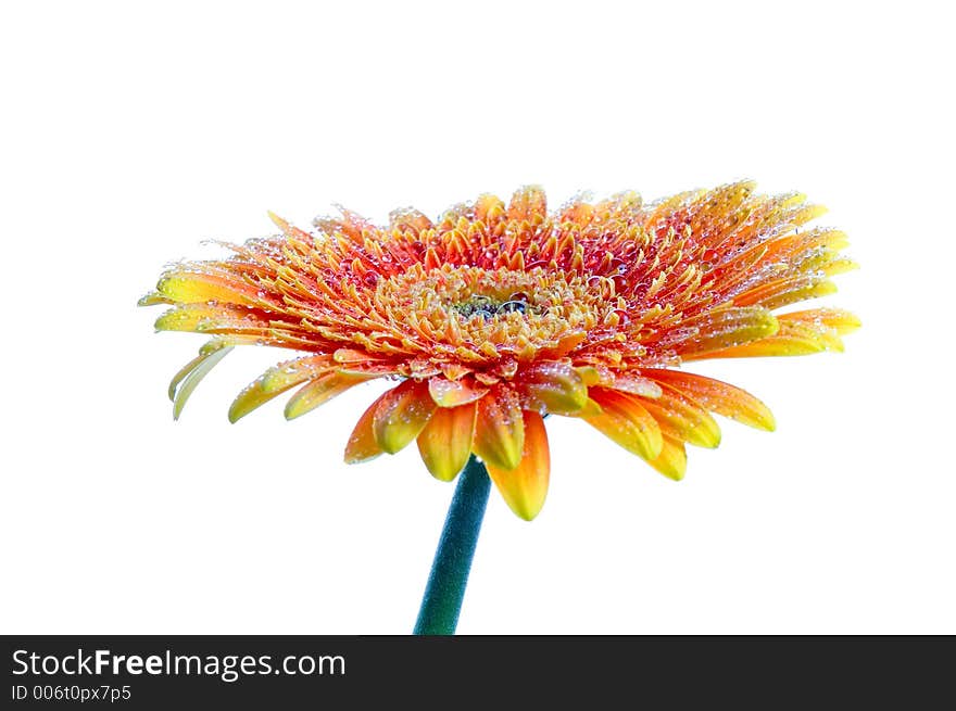 Flower isolated on white background.