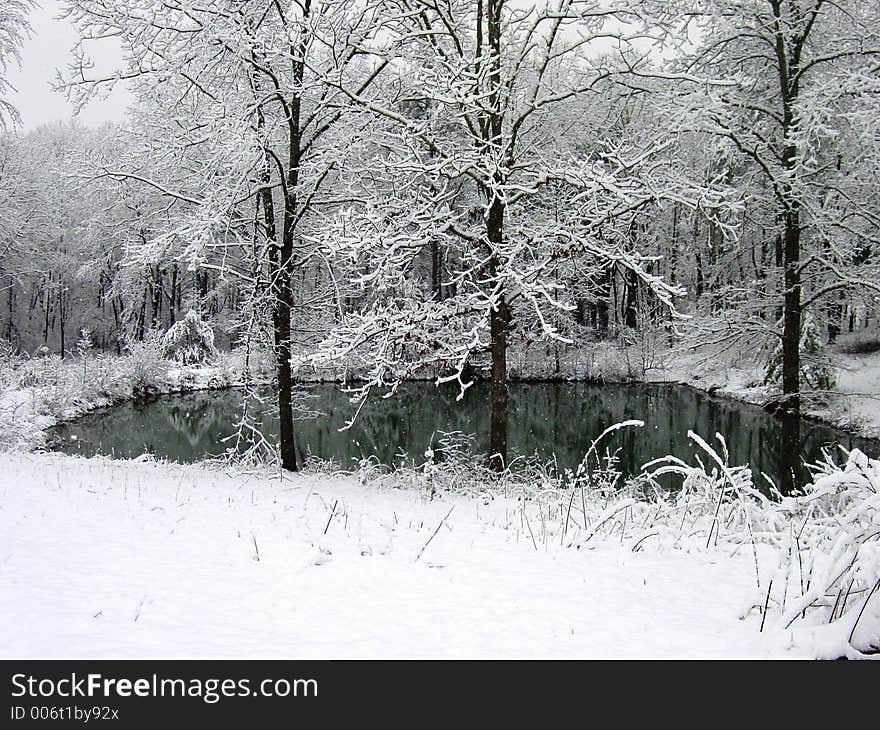 Winter Woods