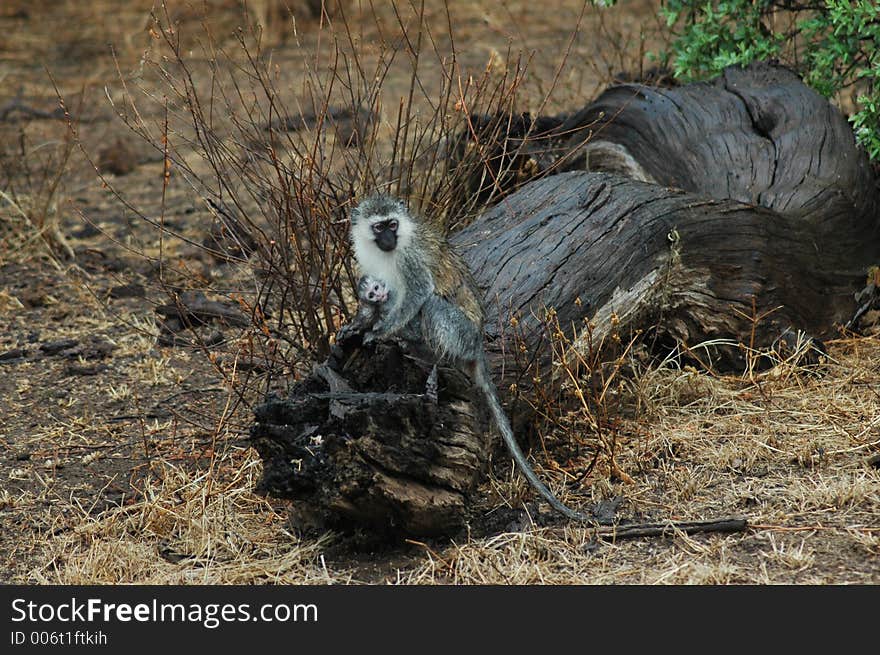 Monkey in Tanzania