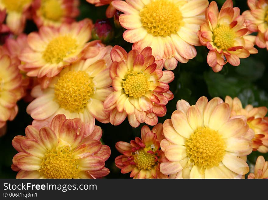 Wet chrysanthemum