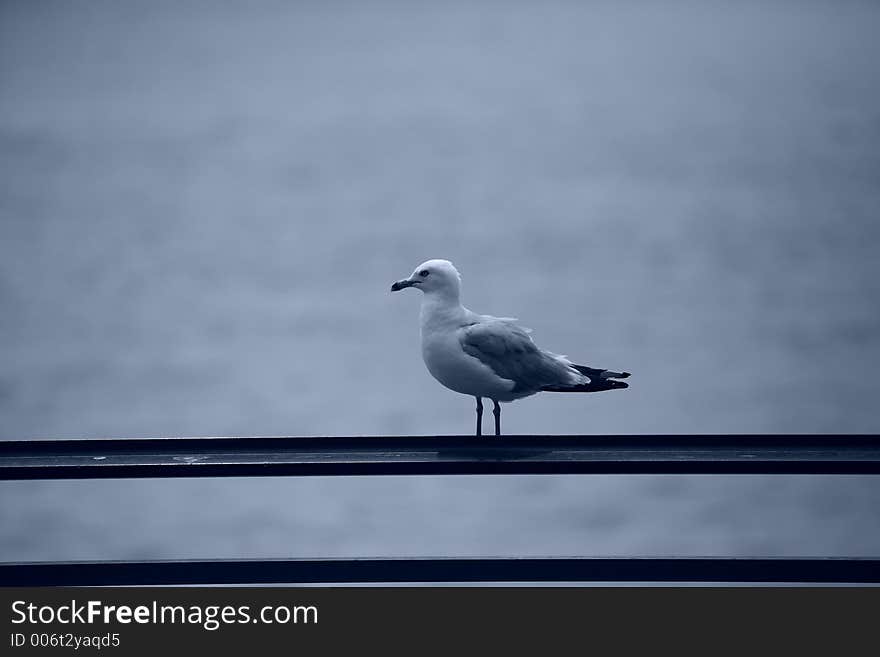 Lonly bird resting in the edge of fence. Lonly bird resting in the edge of fence