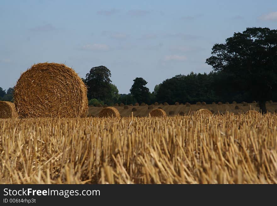 Round Straw bales in a field. Round Straw bales in a field