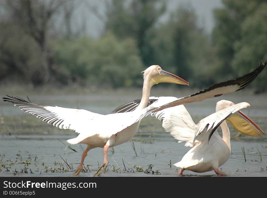 Large long-winged warm-water seabird having a large bill with a distensible pouch for fish. Large long-winged warm-water seabird having a large bill with a distensible pouch for fish