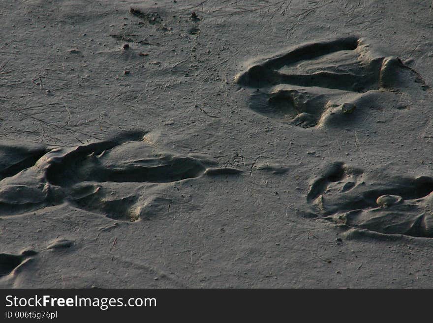 Goose Tracks On Beach