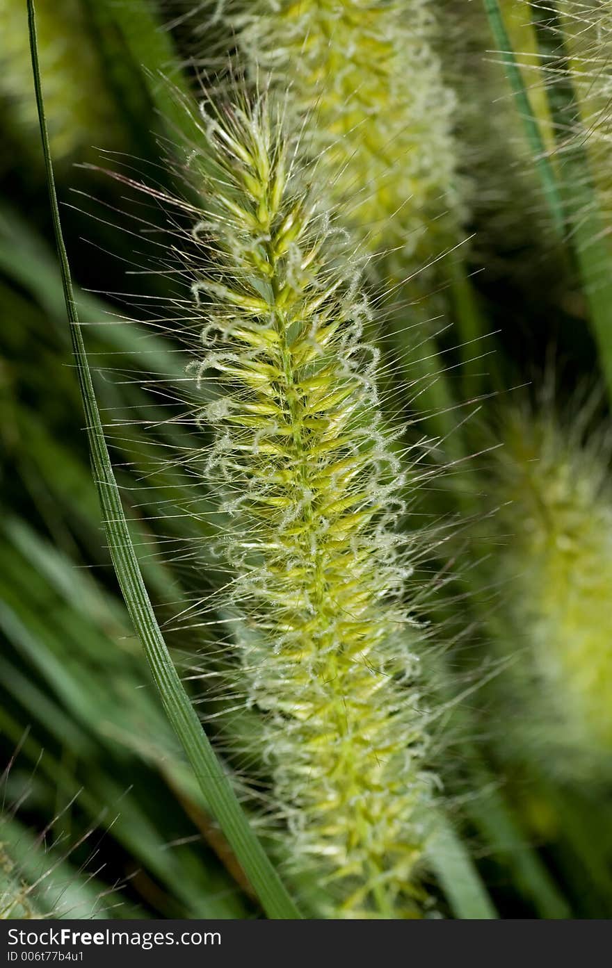 Grass Closeup