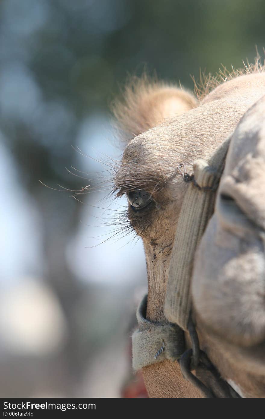 Camel Stare. Camel Stare