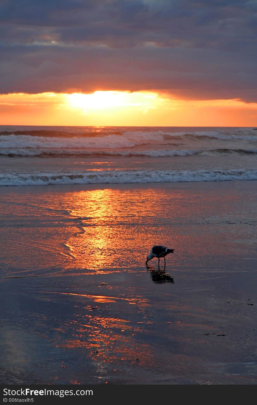 Seagull at sunset