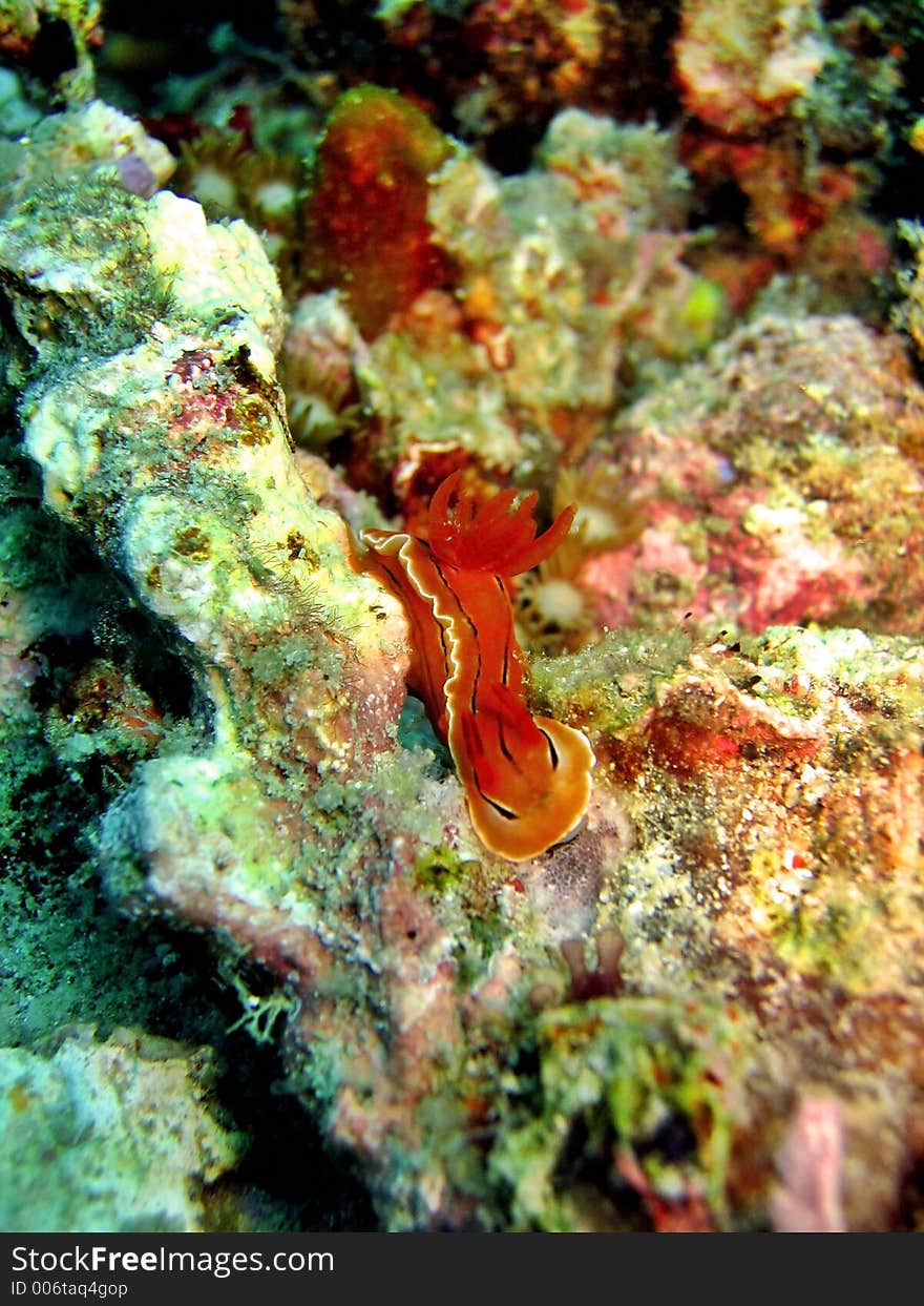 Nudibranch